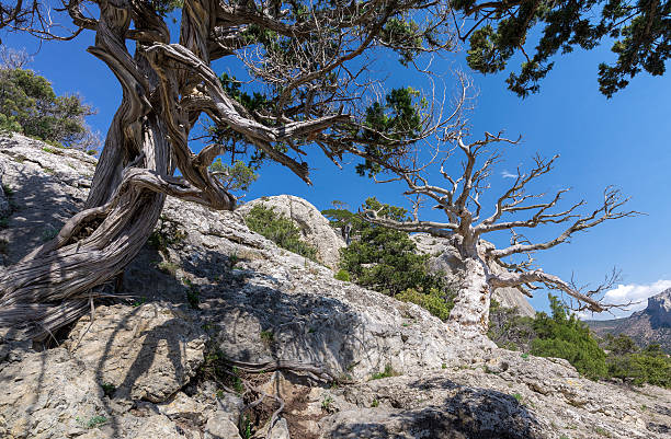 istock rocky mountain landscape. Thickets of juniper and pine trees 532575082