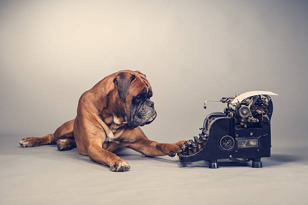 ボクサー犬のご予約 - typewriter writing journalist typing ストックフォトと画像