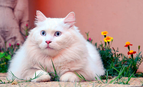 White angora cat and garden flowers. stock photo
