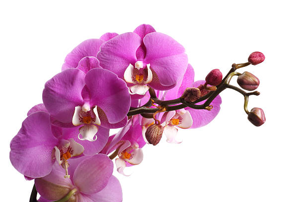 istock Pink streaked orchid flower 532576104