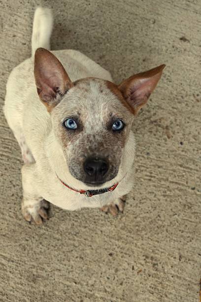 istock hybrid dog with blue eyes 532576161