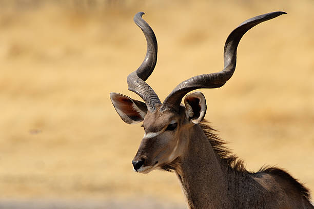 istock Male greater kudu 532576589