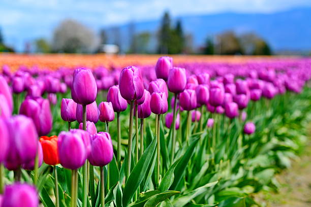 istock Purple Tulips and Red ... 532576837
