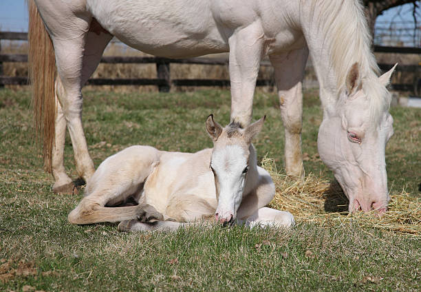 madre y bebé de caballos - foal mare horse newborn animal fotografías e imágenes de stock