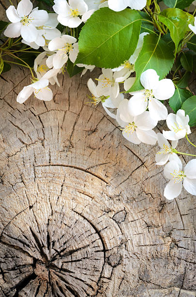 flor de manzano sobre un fondo de madera - wood circular saw dirty old fotografías e imágenes de stock