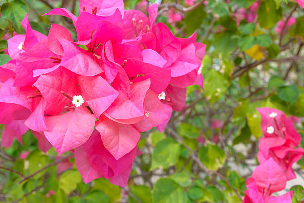 istock Pink bougainvillea blossom 532577756