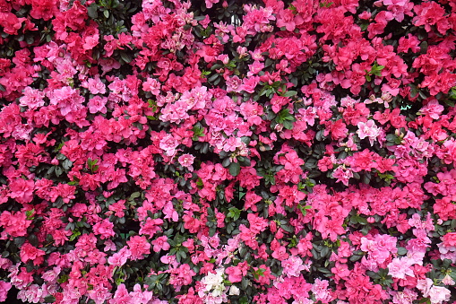 bright picture of background full pink flowers