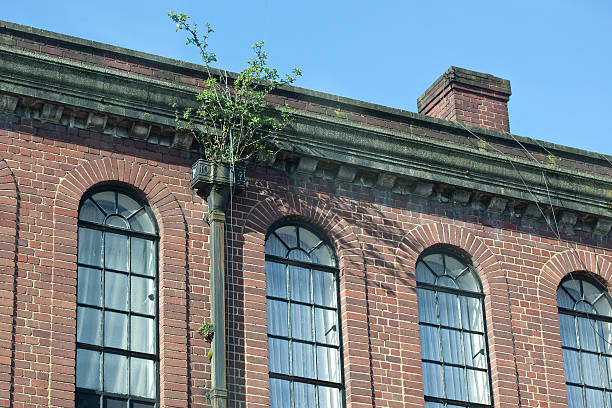 istock Elderberry Growing in a Drainpipe 532578292