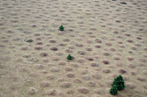 The strange land formations known as the Mima Mounds in Washington State. Although accounts vary, most believe the mounds were formed by glacial activity.