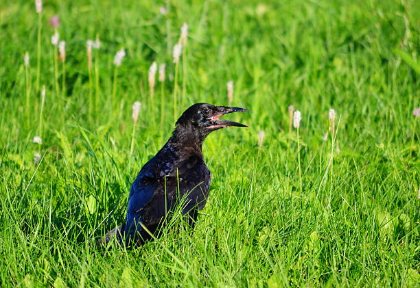 Birds of the steppes stock photo