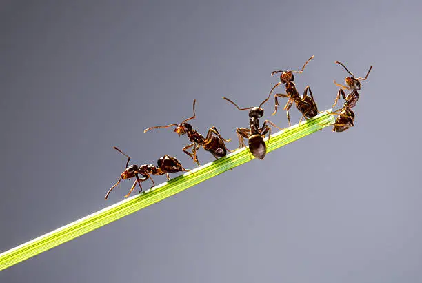 Team of ants running around the curved green blade of grass on a gray background