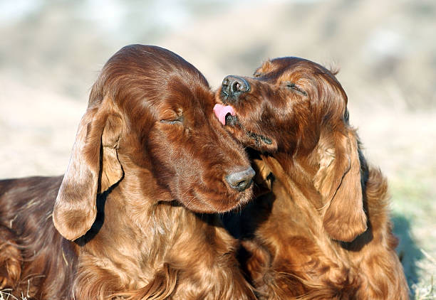 Happy dog friendship Happy dog friendship - beautiful Irish Setters irish setter puppy stock pictures, royalty-free photos & images