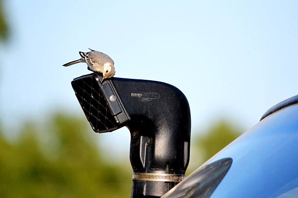 Birds of the steppes stock photo