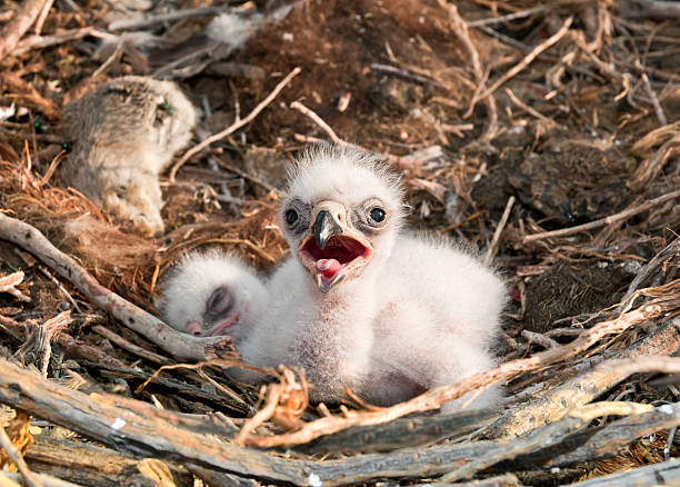 nestlings Steppe Eagle Steppe Eagle young chick in the nest. The rare bird Aquila nipalensis of prey protected species steppe eagle aquila nipalensis stock pictures, royalty-free photos & images