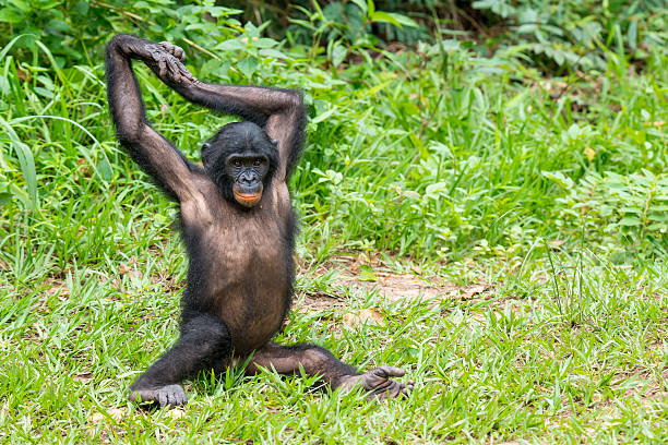 istock Juvenile Bonobo (Pan paniscus) is stretching his arms 532578723