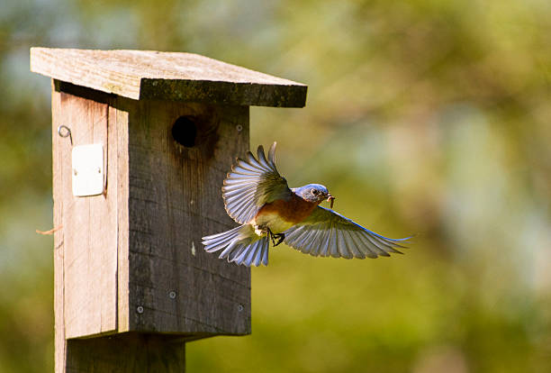 istock Spectacular Soaring fully spread Wingspan Male Bluebird 532579084