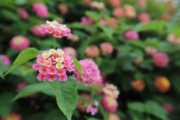 istock Bush with pink flowers 532579400