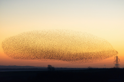 A rare natural phenomenon - hundreds of thousands of starlings collecting to fly together at dusk near the Solway firth and the Scottish town of Gretna.