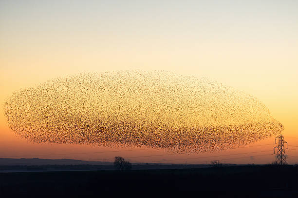 Large murmuration of starlings at dusk A rare natural phenomenon - hundreds of thousands of starlings collecting to fly together at dusk near the Solway firth and the Scottish town of Gretna. birds flying in sky stock pictures, royalty-free photos & images