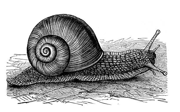 istock Antique illustration of Helix pomatia (Burgundy snail, Roman snail) 532580433