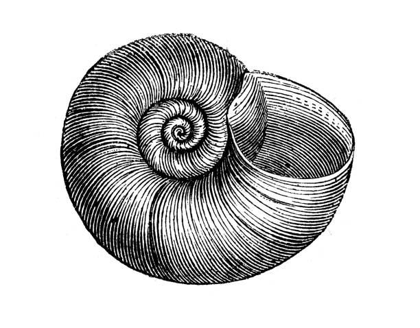 ilustrações, clipart, desenhos animados e ícones de antigo ilustração de planorbarius corneus ramshorn (grande) - sea snail