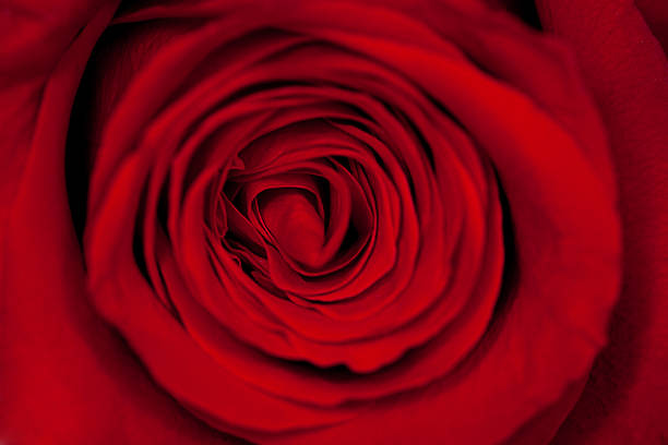 istock beautiful red rose closeup 532589319