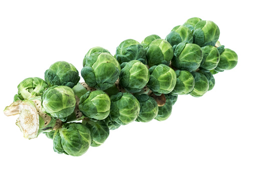 Freshly cut Brussels Sprouts still on the stalk - studio shot with a white background