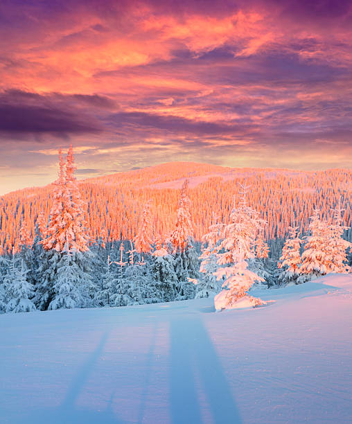 istock Colorful winter sunrise in mountains. 532590573