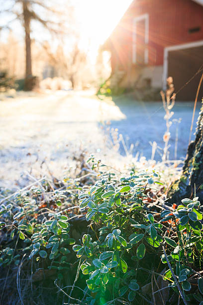 солнце светит через ферма двор для замороженных брусника веточка - winter finland agriculture barn стоковые фото и изображения