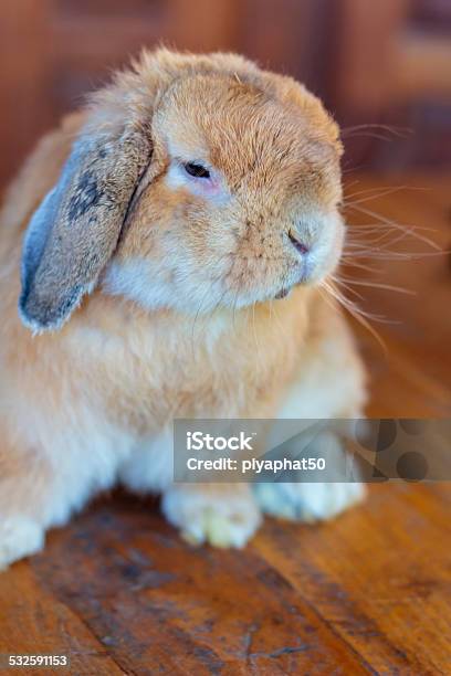 Holland Lop Rabbit Stock Photo - Download Image Now - 2015, Animal, Animal Body Part