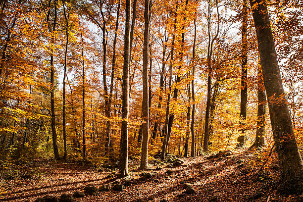 Autumn beech stock photo