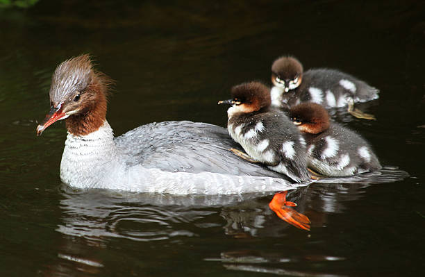 istock Mergus merganser + ducklings 532591933
