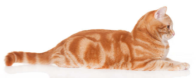 Red domestic cat isolated