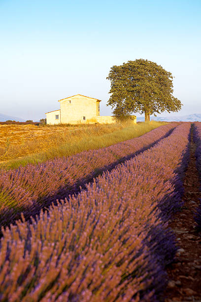 lavande en provence-alpes-côte-d'azur - provence alpes cote dazur france lavender field photos et images de collection