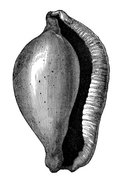 Antique illustration of ovula oviformis shell Antique illustration of ovula oviformis shell ovula stock illustrations