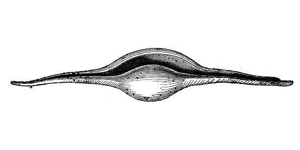 Antique illustration of ovula volva shell Antique illustration of ovula volva shell ovula stock illustrations