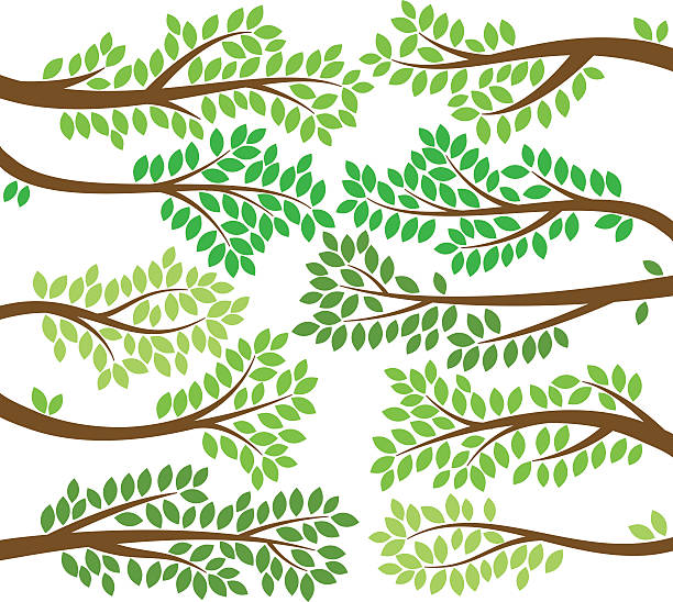 illustrations, cliparts, dessins animés et icônes de vector collection de silhouettes de branche arbre feuillu - tree branch tree trunk leaf