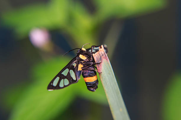 istock bug on stem of plant 532605243