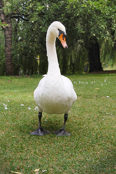 istock White swan on green summer background 532605539