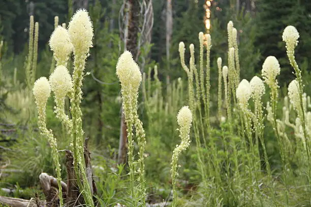 Field of Beargrass on forest floor in the Bitteroot Mountains of Montana, Horizontal landscape.