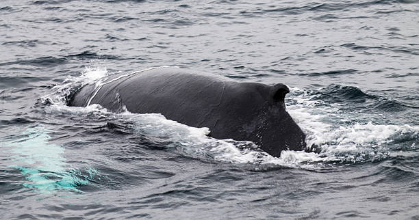 Whale watching in Husavik stock photo
