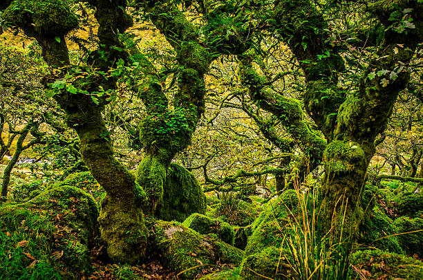 istock Wistmans Wood, Dartmoor 532607429