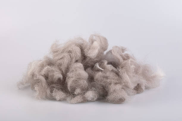 Raw wool yarn coiled into a ball Persian cat raw wool yarn coiled into a ball on white background wool stock pictures, royalty-free photos & images