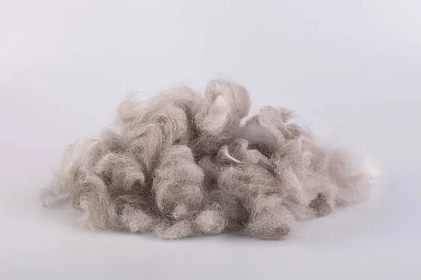 Persian cat raw wool yarn coiled into a ball on white background