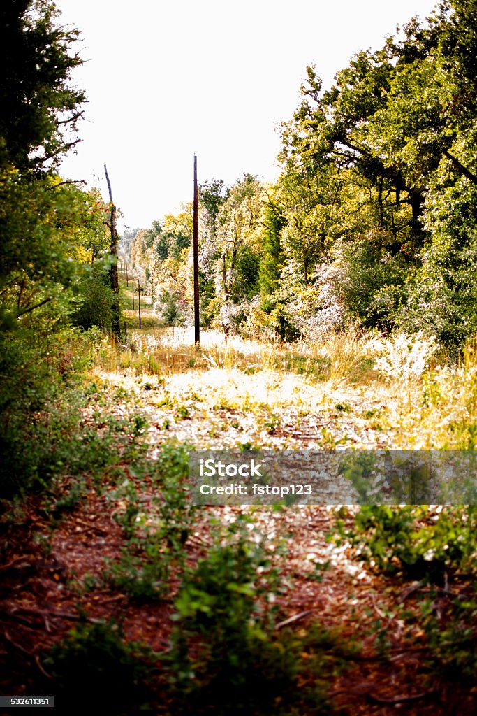 Rural area, power lines, telephone poles. Forest, trees. No people. Power lines and utility poles cut through grove of trees in a rural part of Texas, USA. Forest, woods.  2015 Stock Photo