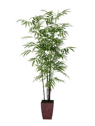 bamboo tree in pot culture on white background,
