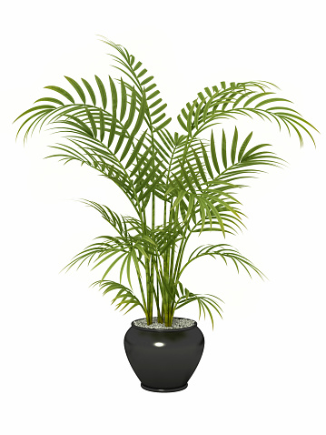 tropical plant in pot culture on white background,