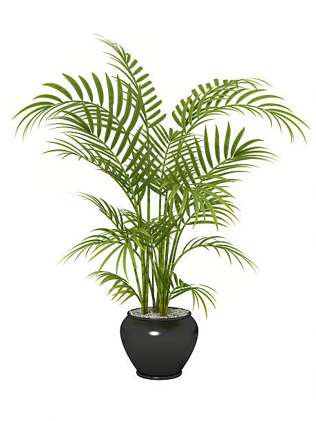 tropical plant tropical plant in pot culture on white background, areca palm tree stock pictures, royalty-free photos & images