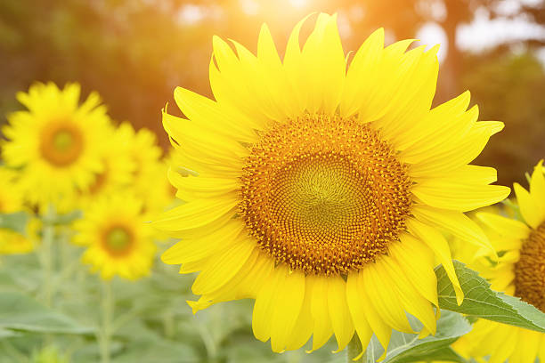 istock Beautiful yellow sunflowers and sun 532623511