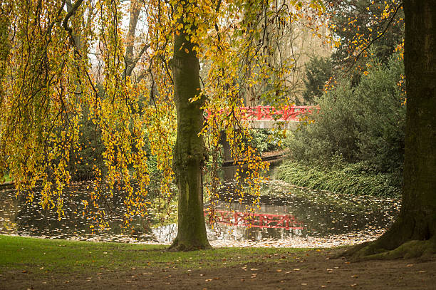 istock Yellow tree in front of the park pond 532623659